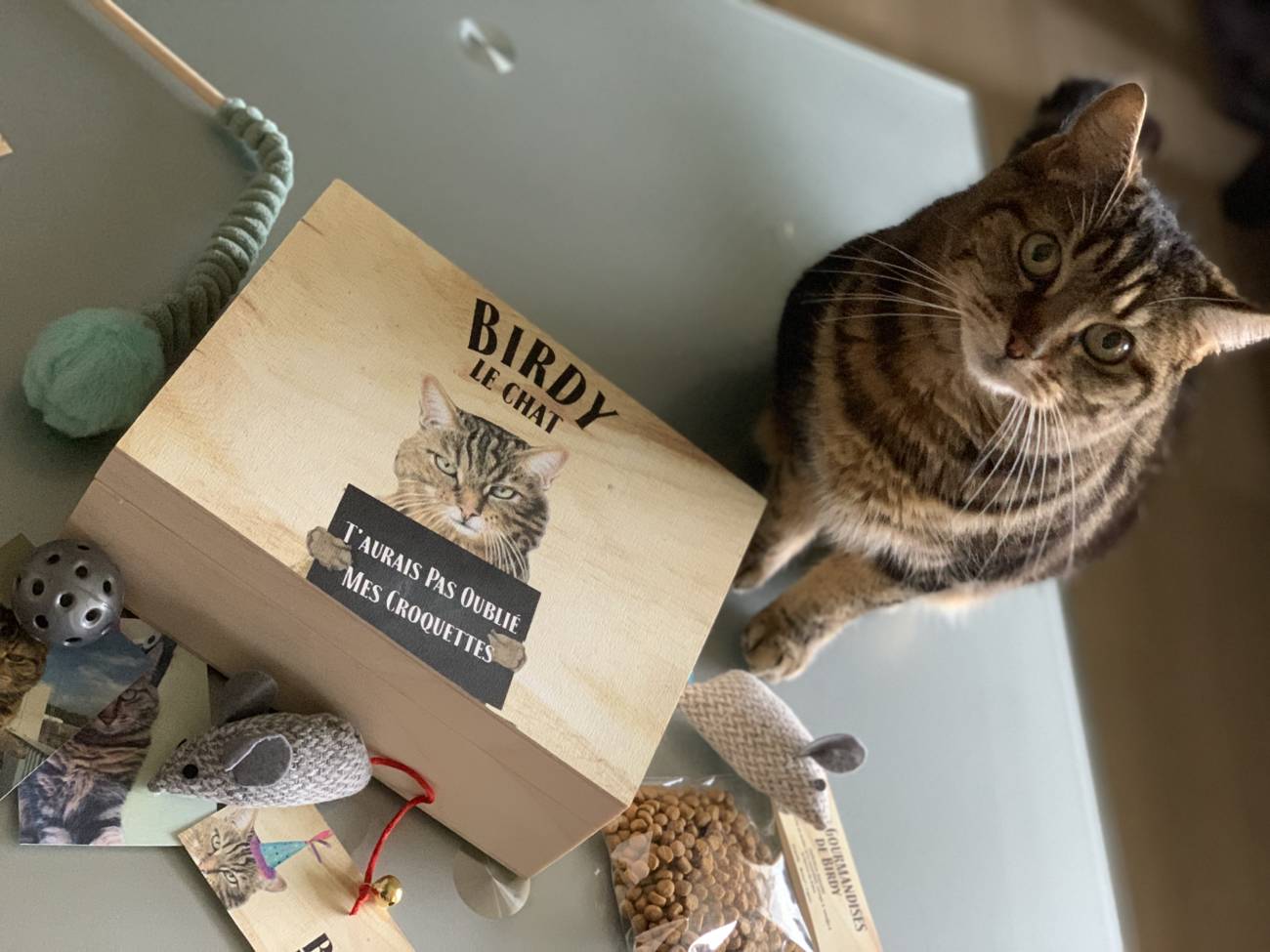 Des Idées Cadeaux Originales pour Vos Animaux de Compagnie pour Noël 2024